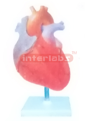 INCREASE IN LEFT VENTRICULAR SYSTOLIC PRESSURE MODEL